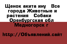 Щенок акита ину - Все города Животные и растения » Собаки   . Оренбургская обл.,Медногорск г.